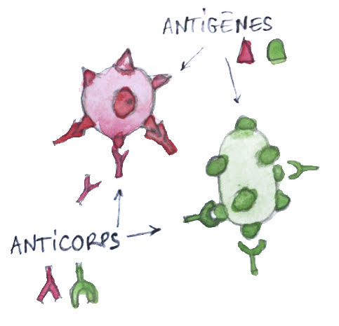 antigènes anticorps immunité santé