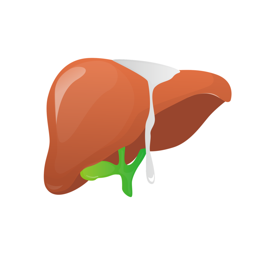 Dessin du foie et de la vésicule biliaire pour illustrer l'insuffisance de bile comme une des causes du SIBO et de L'IMO