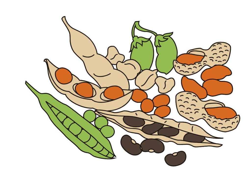 Dessin de plusieurs légumineuses pour illustrer l’importance du trempage des légumineuses pour diminuer les concentrations en lectines et autres anti-nutriments, dans un article écrit par Maud Guillemet, naturopathe à Besançon.
