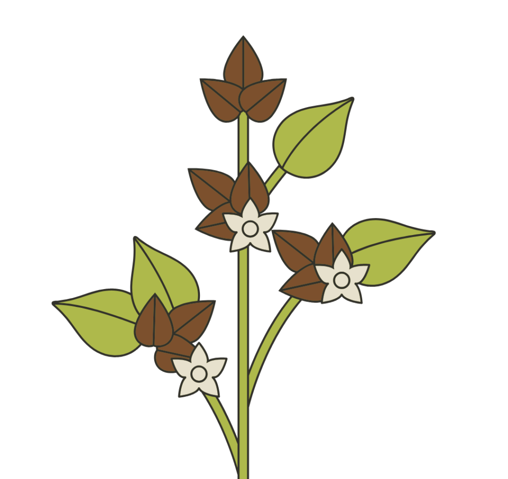 Dessin de sommités fleuries de sarrasin, dans un paragraphe sur les alternatives au gluten, dans un article de Maud Guillemet, naturopathe à Besançon.