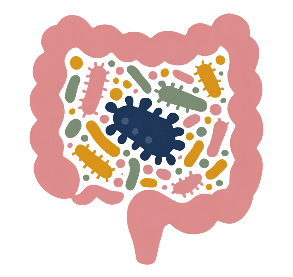 Dessin très coloré d'un intestin et de son microbiote.  Il illustre un article sur le Syndrome de l'Intestin Irritable rédigé par Maud Guillemet, Naturopathe à Besançon.