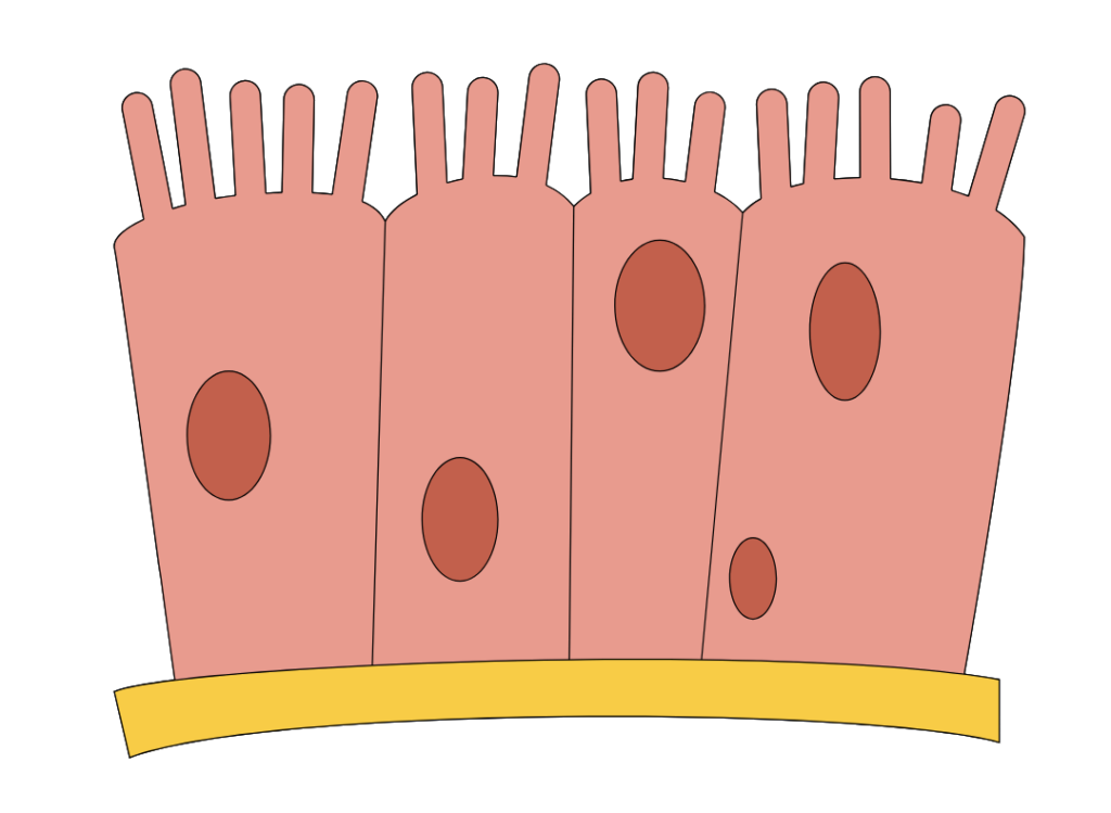 Dessin de la muqueuse de l"intestin grêle. Il illustre un article sur le Syndrome de l'Intestin Irritable rédigé par Maud Guillemet, Naturopathe à Besançon.