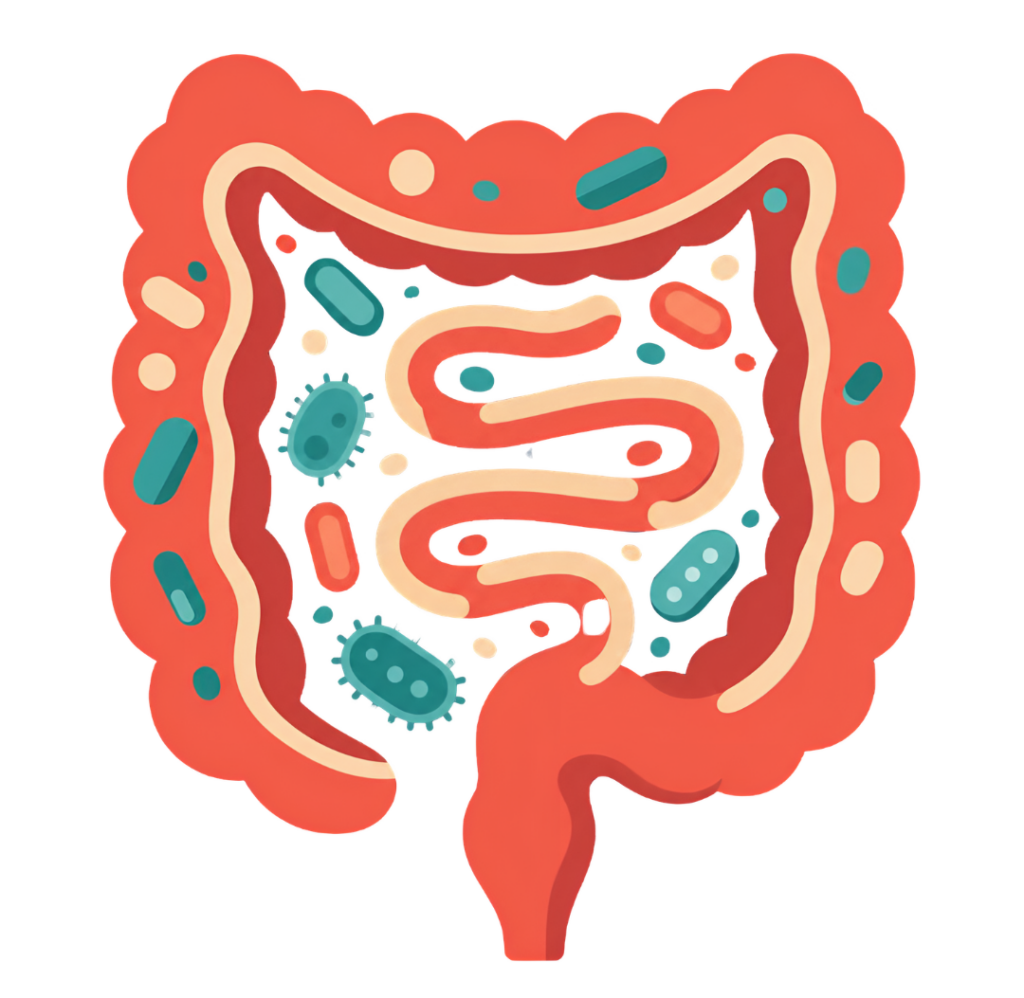 Dessin très coloré d'un intestin et de son microbiote.  Il illustre un article sur le Syndrome de l'Intestin Irritable rédigé par Maud Guillemet, Naturopathe à Besançon.