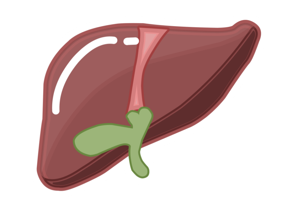 Dessin d'un foie et de sa vésicule biliaire. Il illustre un article sur le Syndrome de l'Intestin Irritable rédigé par Maud Guillemet, Naturopathe à Besançon.