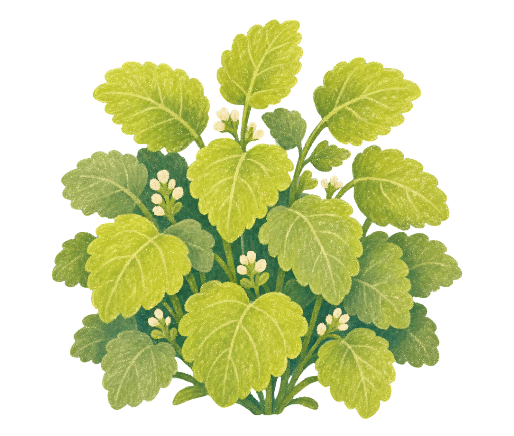 Dessin d'un plan de mélisse en fleurs, pour symboliser la phytothérapie à visée d'apaisement du système nerveux.  Il illustre un article sur le Syndrome de l'Intestin Irritable rédigé par Maud Guillemet, Naturopathe à Besançon.