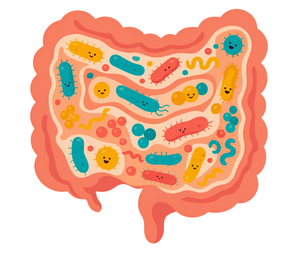 Dessin très coloré d'un intestin et de son microbiote.  Il illustre un article sur le Syndrome de l'Intestin Irritable rédigé par Maud Guillemet, Naturopathe à Besançon.