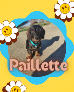 Photo d'un petit chien teckel prénommé Paillette, sur fond jaune et cadre bleu. Il s'agit du chien qui accompagne Maud Guillemet naturopathe à Besançon lors de ses consultations.